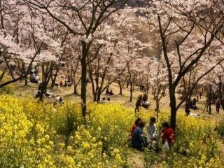 高森峠の千本桜写真１