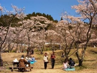 高森峠の千本桜写真２