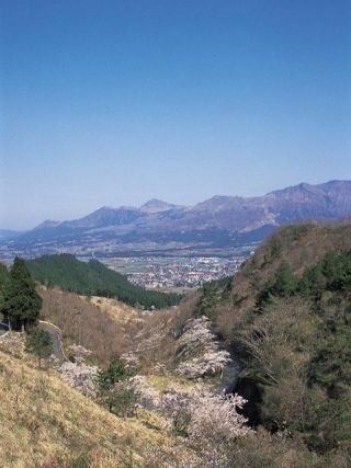 高森峠の千本桜の写真３