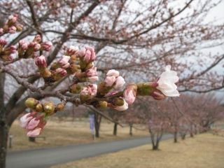 熊本県野外劇場アスペクタの桜写真２