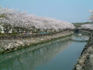 平和市民公園の桜写真２