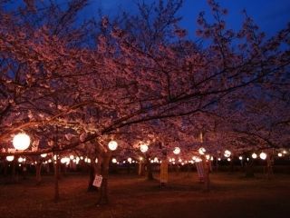 大貞公園の桜写真２