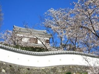 臼杵城跡の桜写真１