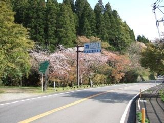 堀切峠の桜写真１