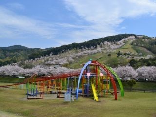 観音池公園の桜写真１