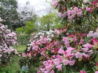 法華嶽公園の桜写真２
