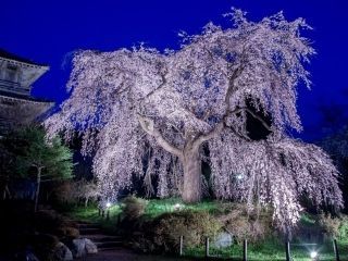 浄専寺のしだれ桜の写真３