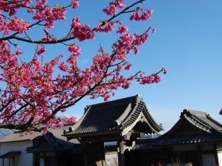 名勝 仙巌園の桜写真２
