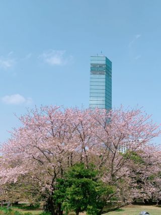 千葉ポートパークの桜写真１