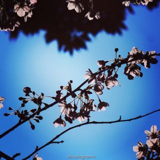 真間川沿い桜並木写真１