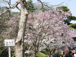 皇居乾通りの桜 花見特集22
