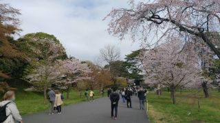 皇居乾通りの桜写真２