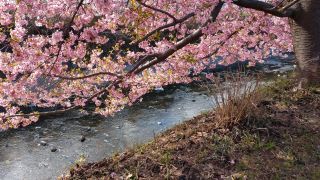洞川の河津桜の写真３