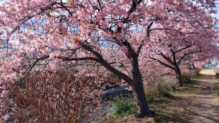 洞川の河津桜の写真４
