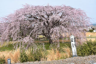 豊田市井上町「一丁目しだれ桜」の桜写真１