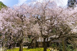 常照皇寺の桜写真１