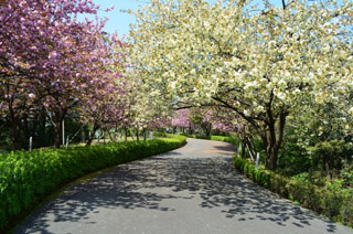 引揚記念公園の桜写真１
