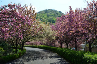引揚記念公園の桜写真２