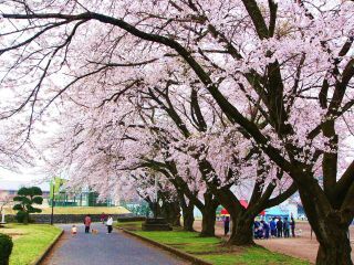 今市運動公園の桜写真１