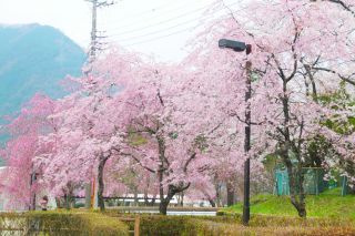 鬼怒川公園の桜写真１