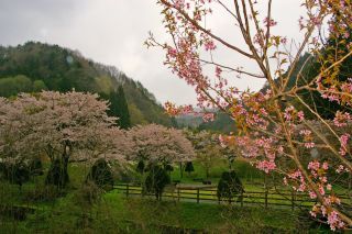 川治ダム記念公園の桜写真１