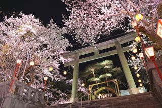 鬼怒川温泉護国神社の桜写真１