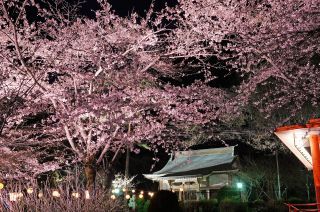 鬼怒川温泉護国神社の桜写真２