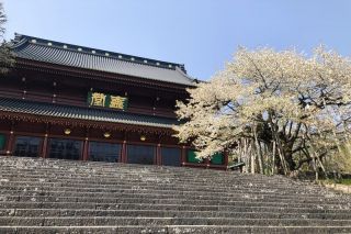 輪王寺の金剛桜写真１