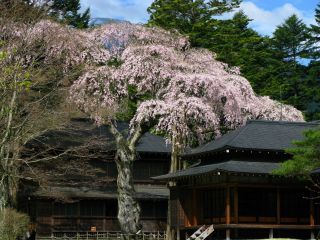 田母沢御用邸の桜写真１