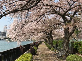 南天満公園 水辺のさくら回廊の桜写真１