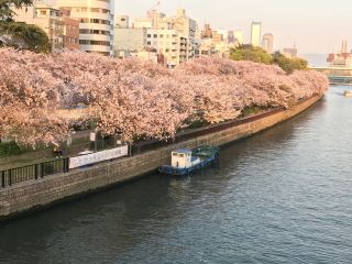 南天満公園 水辺のさくら回廊の桜写真２