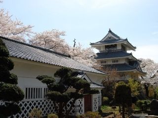 国史跡三戸城跡城山公園の桜写真２