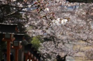 西國寺の桜写真１