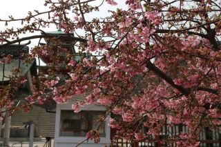耕三寺の桜写真１