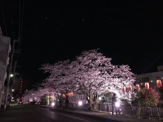 柿川沿いの桜写真１