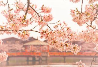 九華公園の桜写真１