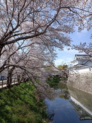 水口城跡の桜写真２