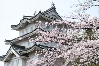 忍城の桜写真２