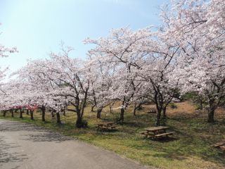 国立能登青少年交流の家 桜の森の写真３