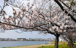 多々良川カヌートレイルの桜写真１