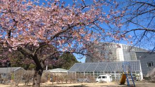 小田原フラワーガーデンの桜写真１