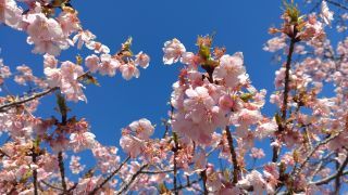 小田原フラワーガーデンの桜写真２
