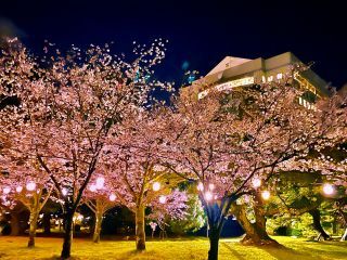 豊橋公園の桜写真１