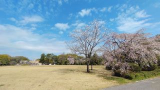 皇居東御苑の桜写真１