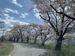 徳島堰沿いの桜並木写真１