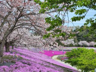 東京ドイツ村の芝桜写真１