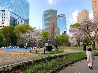 新宿中央公園の桜写真１