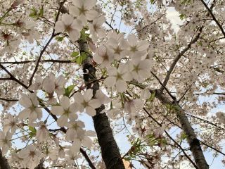 新宿中央公園の桜写真２