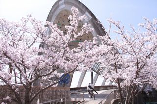 センチュリー大橋の桜写真１