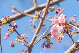 麻布台ヒルズの桜写真２